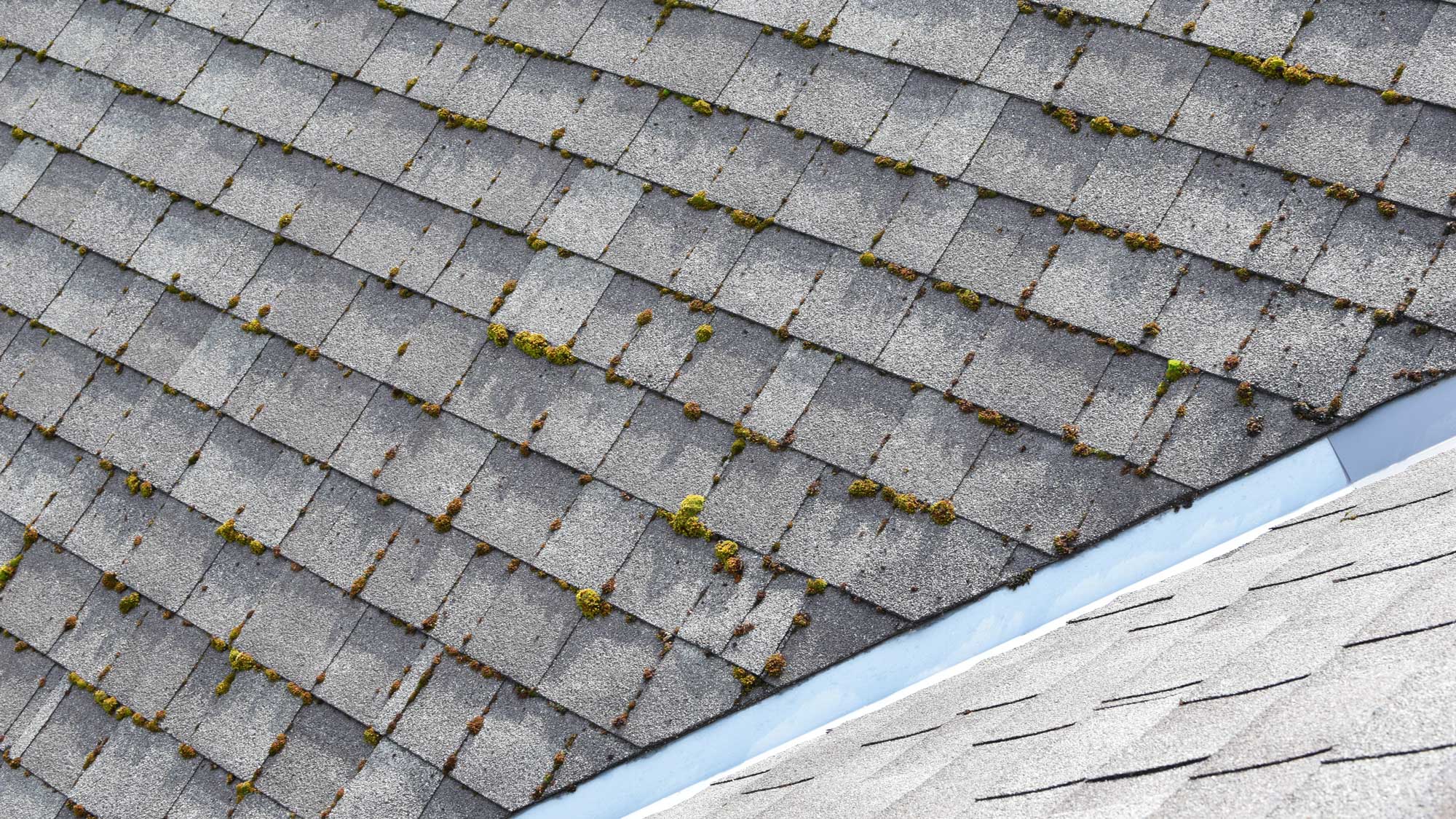 Roof damage, moss growing between shingles, on a Colorado roof.